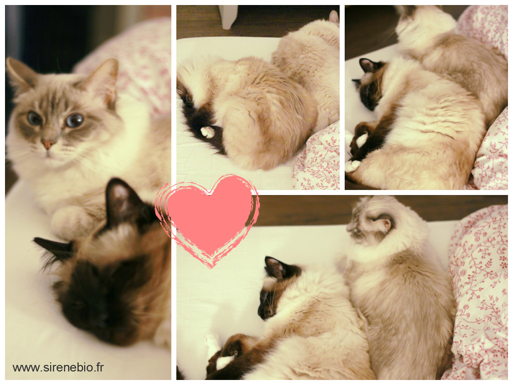 Me réveiller le matin et trouver mes deux chats amoureux couchés à mes pieds **Bonheur et Gratitude**