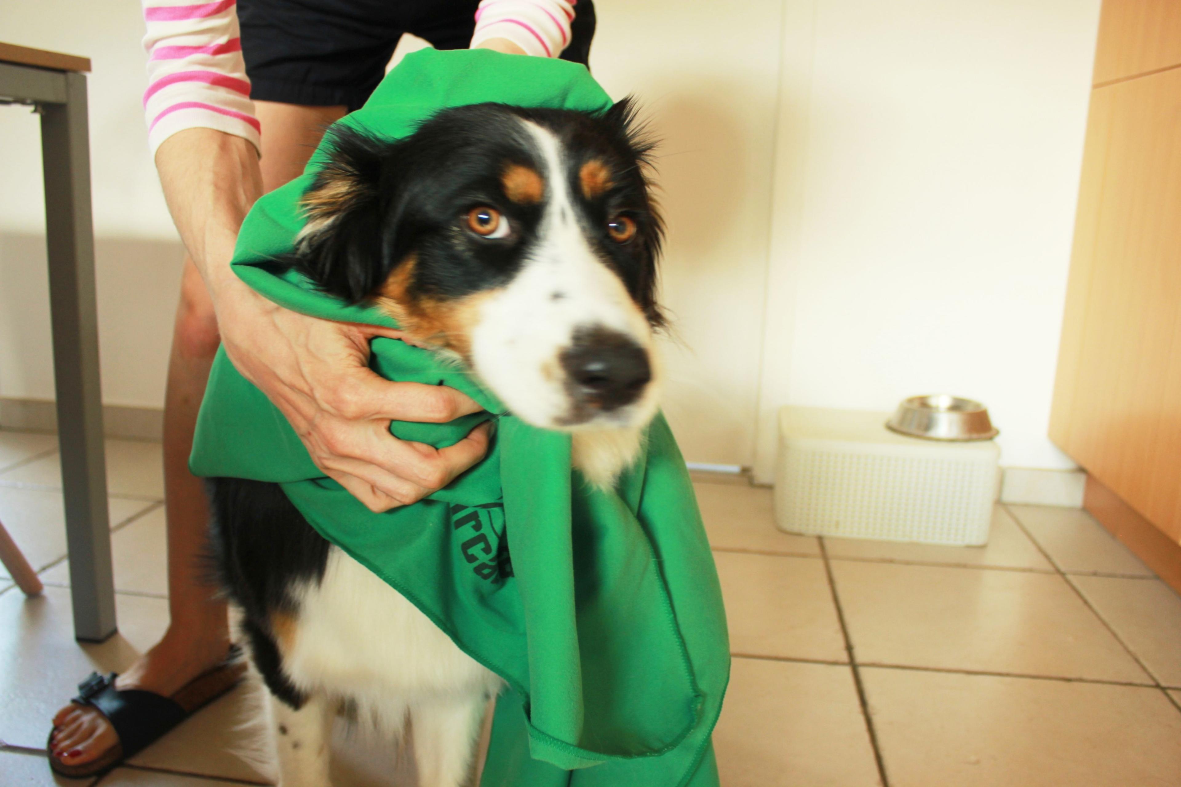 serviette chien