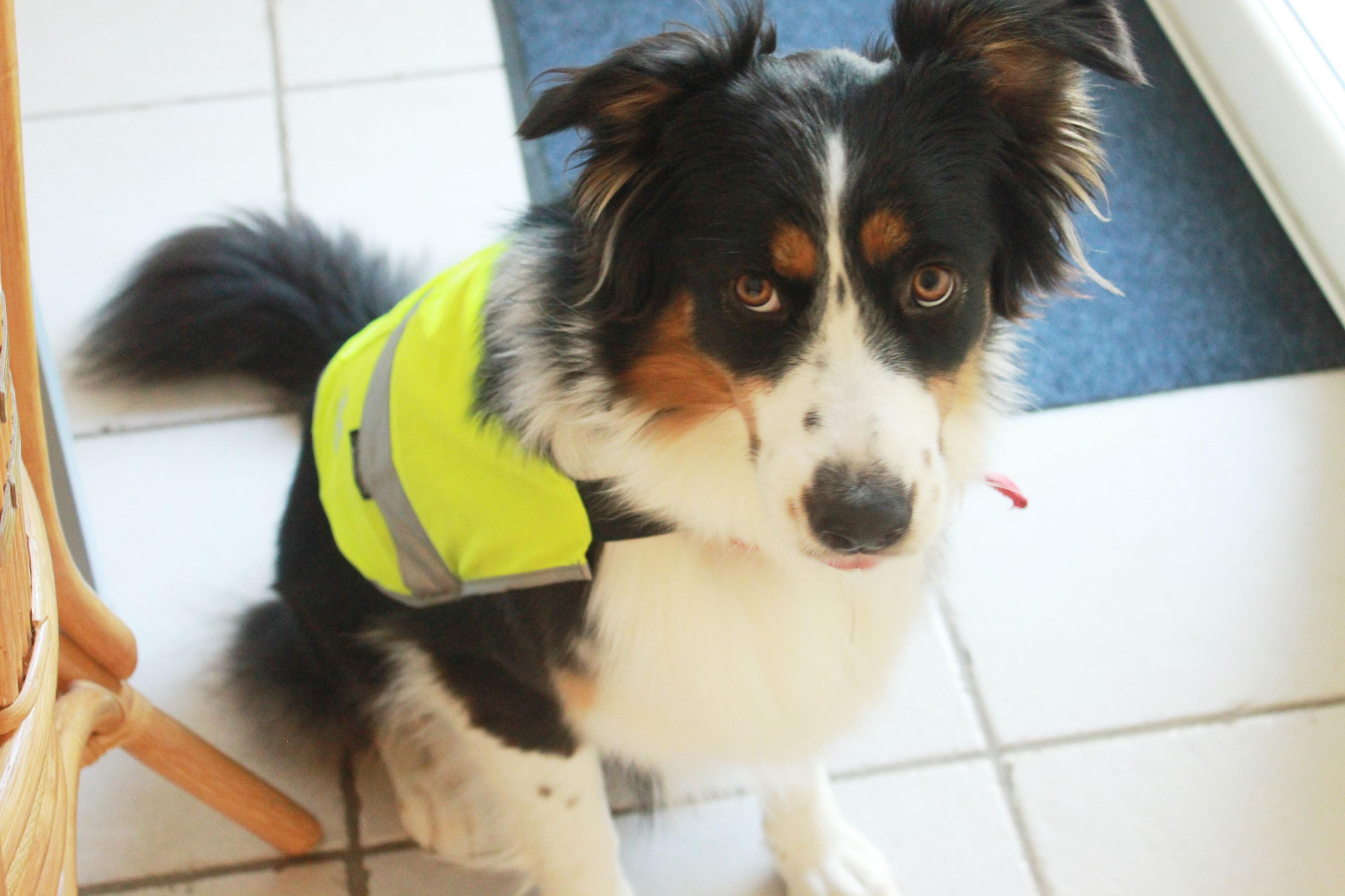 gilet fluo chien