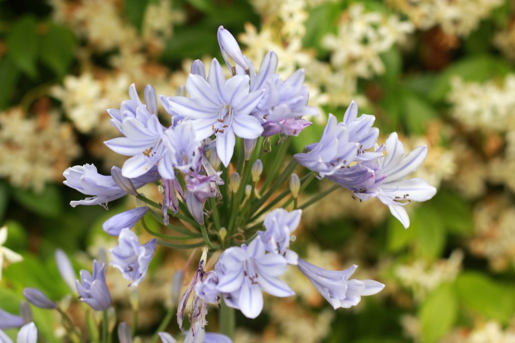 Fleurs de mon jardin