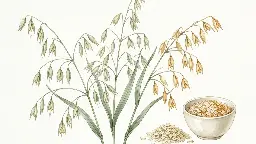 L'avoine : une alliée toute simple pour le cholestérol